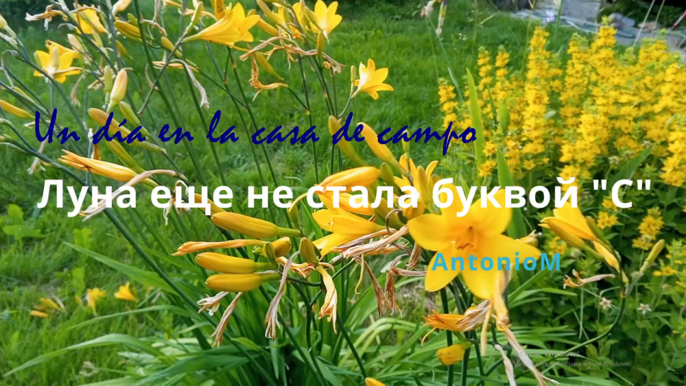 Луна еще не стала буквой с. На даче. Цветы.mp4 смотреть онлайн