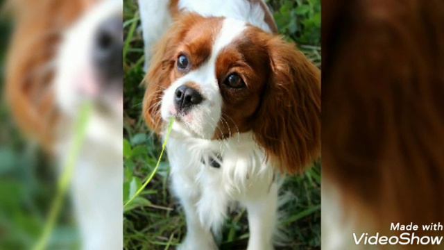 Кавалер Кинг Чарльз спаниель-милый друг и страшная история спаниеля.Самая милая собака в мире!