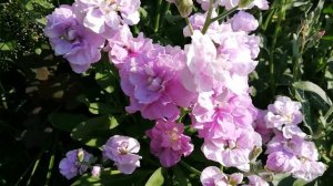 Чудо-цветок Левкой -  маттиола