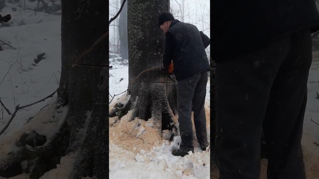Валка бука смотреть онлайн