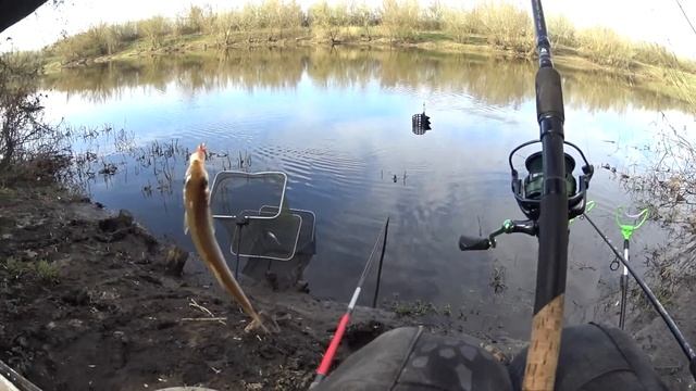 Замешал корм на мелассе - не успевал на два фидера! Рыбалка в апреле на Дону смотреть онлайн