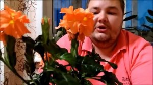 Кроссандра уход в домашних условиях