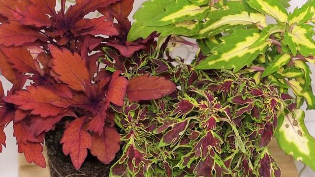 Solenostemon Scutellarioides - Buntnessel, Coleus