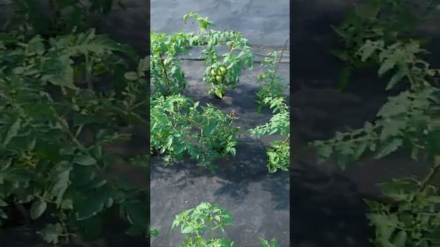 Агроволокно на огороде под теневой сеткой ! Легко и комфортно работать ?