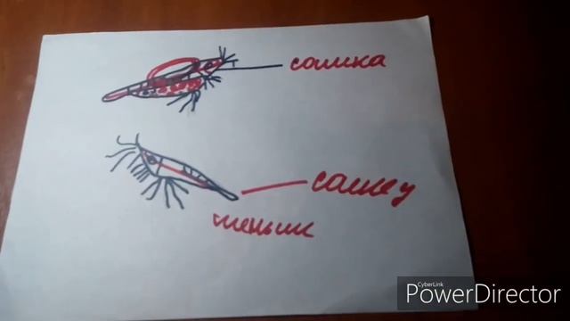 Определение пола у креветок смотреть онлайн