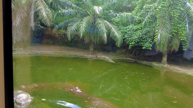 Safari Tours In Bali Safari & Marine Park Indonesia 2021