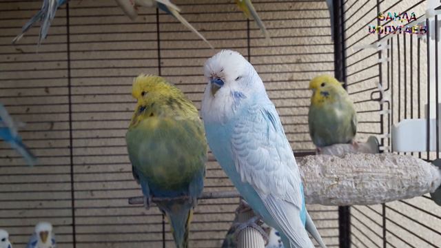 🎤 Учим попугая по имени Арчи говорить, видеоурок 1: "Арчи хорошая птичка" смотреть онлайн