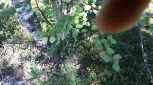 Петля на глухаря и тетерева