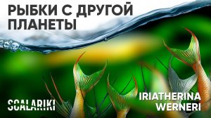 #Рыбка с другой планеты. #Ириатерина Вернера. Содержание, кормление, разведение