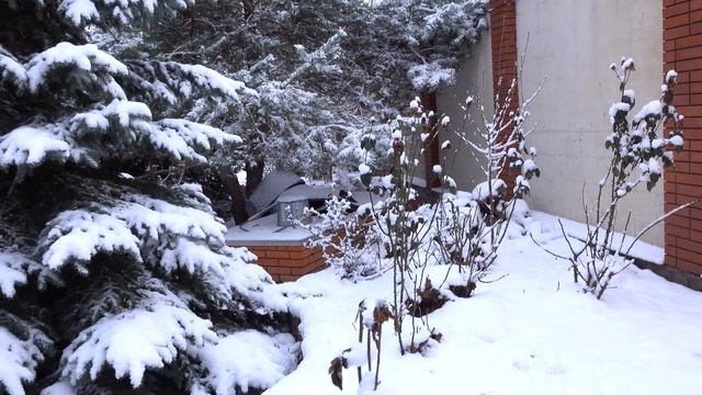 Укрытие роз на зиму без заморочек, при наличии собак на участке )) Своя подкормка роз смотреть онлайн