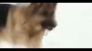 Новый год  вместе с Мухтаром(2 часть)