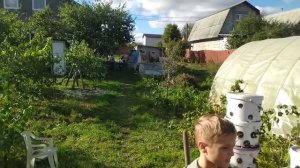 Выращиваем вешенки на сене и соломе. Грибы своими руками.