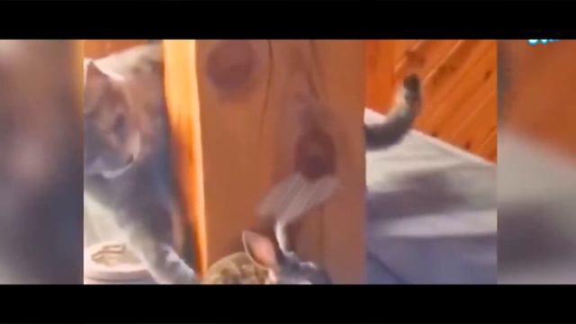 #2| КОТЫ ГОВОРЯТ! | ПОДБОРКА СМЕШНЫХ МОМЕНТОВ |ОЗВУЧКА ГУГЛ| #топсмешныхкотов смотреть онлайн