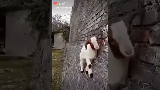 Козлик на стене смотреть онлайн