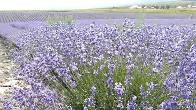 Крым, Тургеневка, Лавандовые поля - 23.06.2021 смотреть онлайн