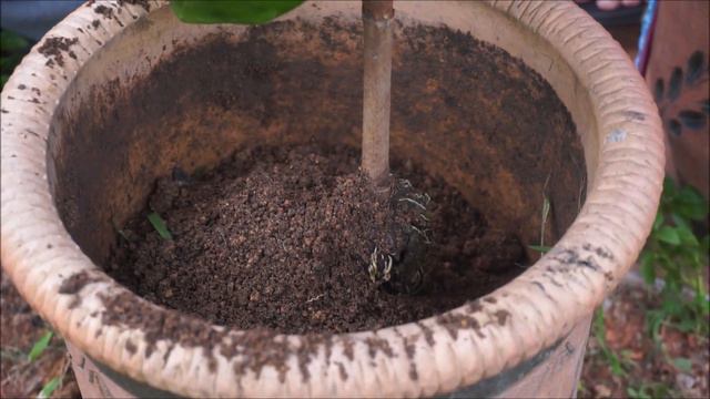 How to grow Gardenia Flowering Plant with layering Method смотреть онлайн