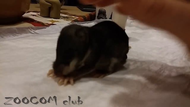 Малыш гигантской крысы! African giant rat baby. смотреть онлайн