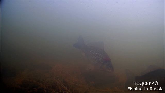 АПРЕЛЬСКИЕ КАБАНЫ! Рыбалка на карася с боковым кивком смотреть онлайн
