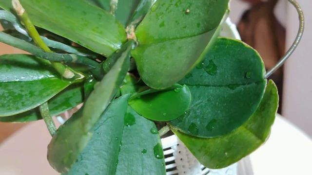 АЛОЭ для ОРХИДЕЙ! НЕОЖИДАННЫЕ РЕЗУЛЬТАТЫ ДЕЙСТВИЯ СОКА АЛОЭ! ОШЕЛОМЛЯЮЩИЙ ЭФФЕКТ ДЕЙСТВИЯ СОКА АЛОЭ смотреть онлайн