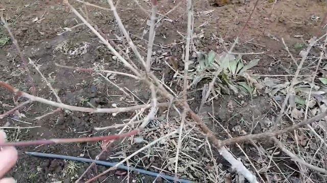 КИЗИЛ и ЛЕЩИНА, плодовые почки. смотреть онлайн