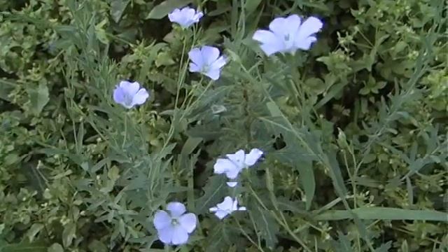 Цвет льна смотреть онлайн