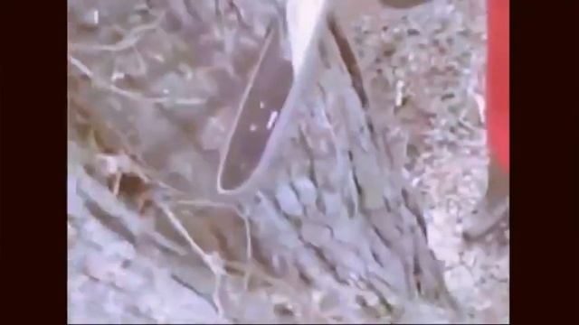 Портативная точилка для зубьев бензопилы смотреть онлайн