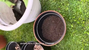 Как посадить нарциссы и тюльпаны в кашпо?