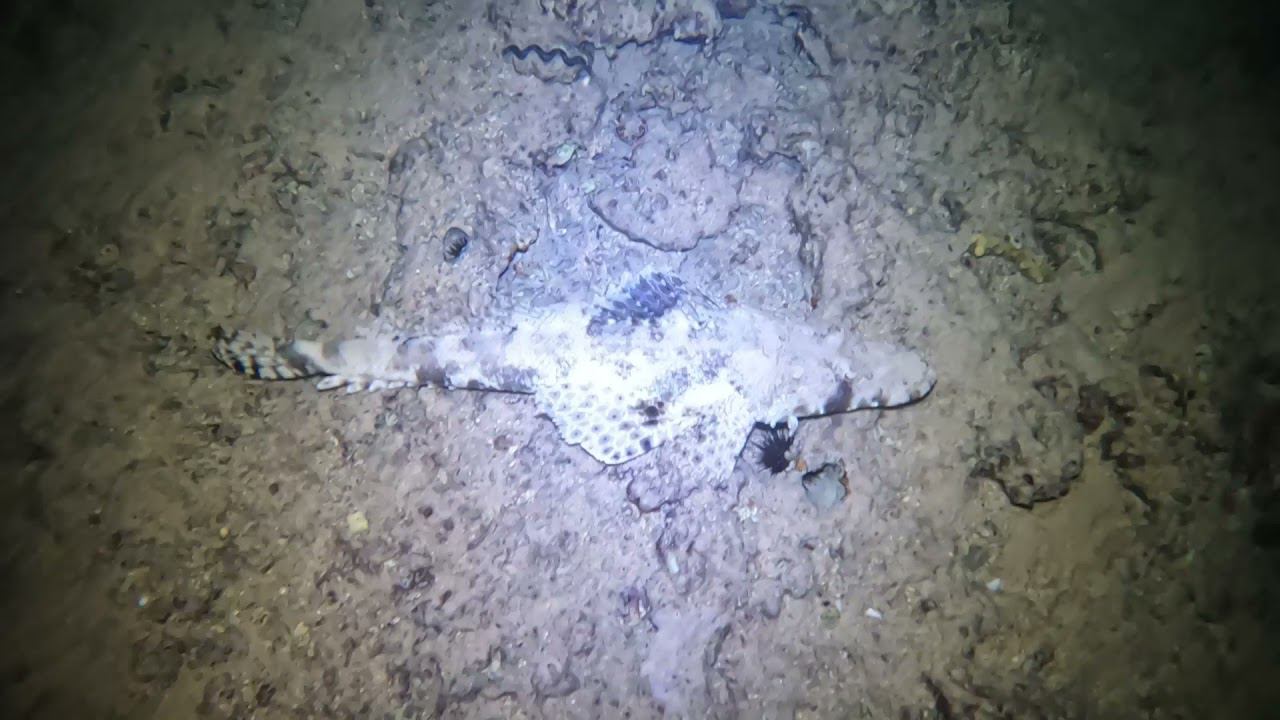 Рыба крокодил (Плоскоголовые) / flatheads fish