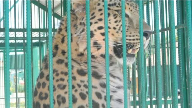 Барнаульский Зоопарк смотреть онлайн