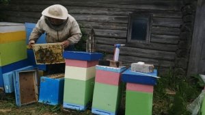 Как развивается 6 рамочных улей