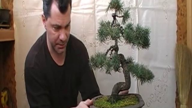 Бонсай - Сосна, весна 2010 - Бонсай - Часть 1 смотреть онлайн
