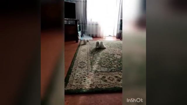 Померанский Шпицы уже бегают играются нам 1 месяц 5 дней смотреть онлайн