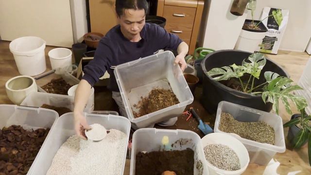 Repot Anthurium Warocqueanum and Monstera Deliciosa Albo|How to Cook Tom Kha Kai (Thai Coconut Soup смотреть онлайн