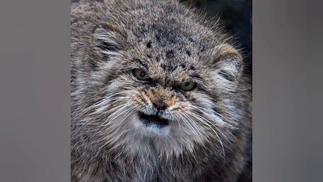 Всё обо всём Дикий Кот Манул смотреть онлайн