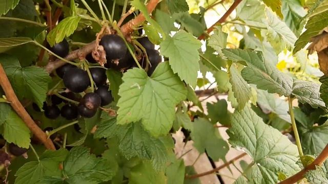 Черная смородина| Гибридная и Изюмная смотреть онлайн