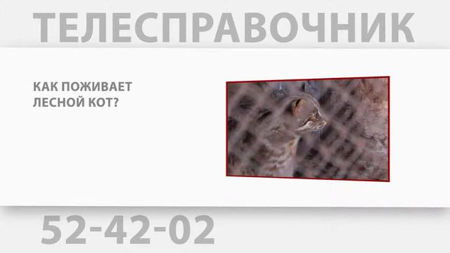 «Телесправочник»: куда вывозят отсортированный мусор? смотреть онлайн