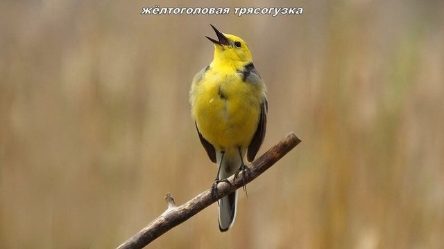 Опять жёлтоголовая