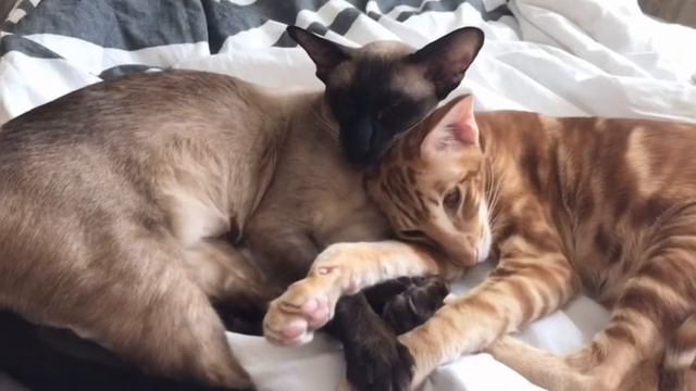 КОТЫ ОРИЕНТАЛЫ | OUR ORIENTAL CATS