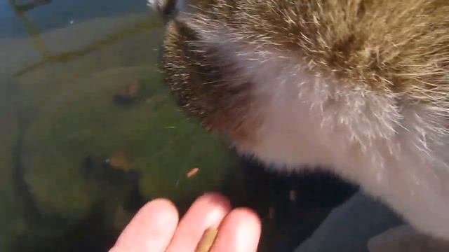 Первое кормление карпов Кои 29 апреля 2020 смотреть онлайн