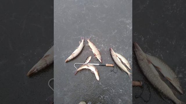 Самые Удачные Уловы.. смотреть онлайн