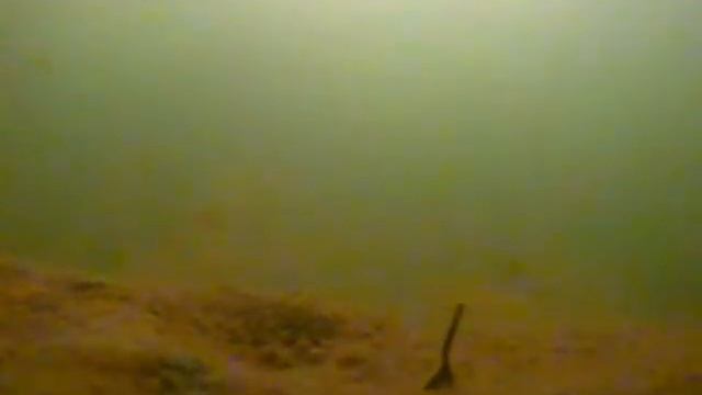 Рыбалка на озере Балтым. подводная съёмка. Настырные ерши. Атака окуней на камеру смотреть онлайн