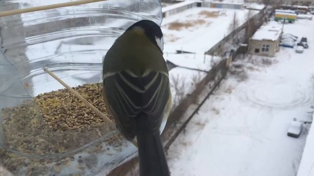 Синички в кормушке смотреть онлайн