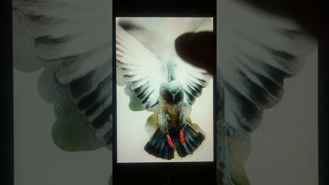 Sketch Agent #1 - iPhone, iPod, iPad sketch app смотреть онлайн