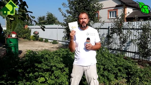 УРОЖАЙ КАРТОФЕЛЯ ГОРАЗДО БОЛЬШЕ ДАЖЕ БЕЗ ОКУЧИВАНИЯ! Вот что надо сделать в августе! смотреть онлайн