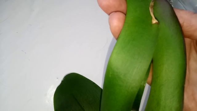 Один из способов наращивания корней орхидее реанимашке .Часть 2 .Прошло две недели. смотреть онлайн