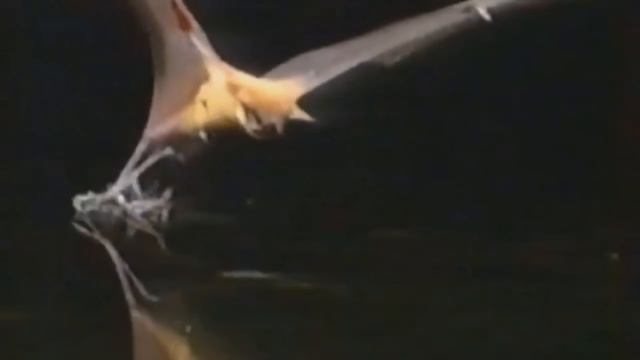 Поймали и сняли на камеру