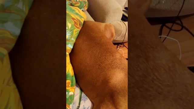 немецкий боксер сладко спит) смотреть онлайн