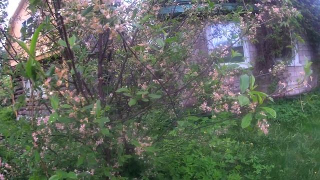 У вас нет вишни и сливы? СДЕЛАЙТЕ ТАК! Урожай будет БОЛЬШИМ! смотреть онлайн