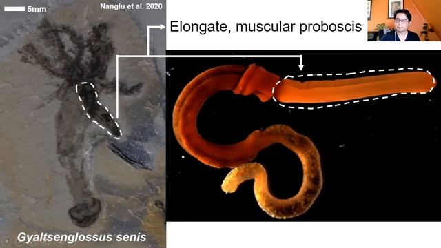 Worms from the Rocks: Burgess Shale Fossils Shed Light on Old Mysteries смотреть онлайн