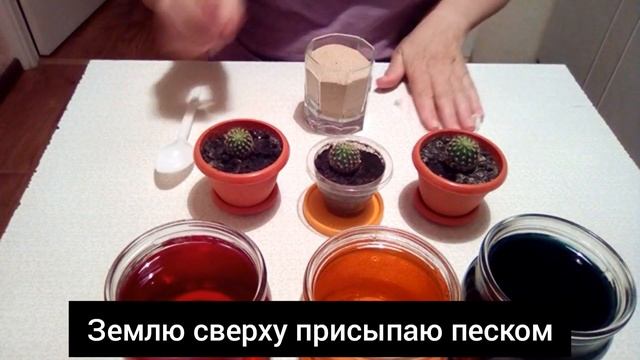 Как получить цветные кактусы смотреть онлайн